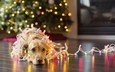 новый год, елка, собака, огоньки, гирлянда, ретривер, karolina yen