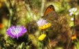 цветы, насекомое, бабочка, крылья, блики, theophilos papadopoulos