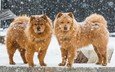 снег, зима, собаки, чау-чау