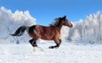 лошадь, снег, зима, конь, грива, бег, хвост