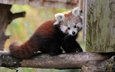 мордочка, взгляд, панда, красная панда, малая панда, бамбуковый медведь