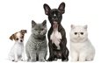 кошки, щенки, малыши, котята, собаки, британец, французский бульдог, чихуахуа, экзот