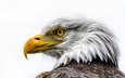 морда, орел, профиль, птица, клюв, перья, белоголовый орлан