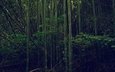деревья, лес, листва, бамбук