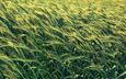 поле, колосья, пшеница, злаки, ячмень