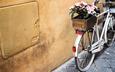 цветы, велосипед, ящик