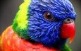 птица, клюв, перья, попугай, лорикет, радужный лорикет, многоцветный лорикет