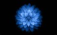 цветок, лепестки, черный фон, синий цветок, георгин, крупным планом