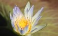 макро, цветок, лепестки, кувшинка, водяная лилия