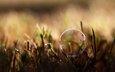 трава, природа, размытость, мыльный пузырь