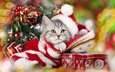 новый год, елка, кот, мордочка, усы, кошка, взгляд, подарки, котенок, колпак