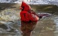 вода, отражение, птица, клюв, перья, кардинал