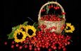 цветы, черешня, черный фон, корзина, подсолнухи, ягоды, вишня, натюрморт