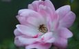 цветок, лепестки, пыльца, розовый цветок, крупным планом