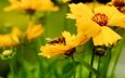 насекомое, лепестки, размытость, пчела, желтые цветы