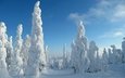 небо, деревья, снег, природа, лес, зима