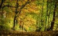 деревья, природа, лес, парк, осень