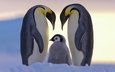 птенец, снег, птицы, пингвин, пингвины, императорский пингвин, dr. claus possberg