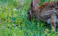 глаза, трава, растения, кролик, заяц