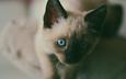 мордочка, усы, кошка, взгляд, котенок, голубые глаза, сиамский