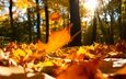 деревья, природа, лес, листья, макро, пейзаж, осень