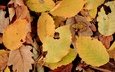 природа, листья, осень, лягушка, желтые листья