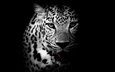 морда, взгляд, чёрно-белое, леопард, хищник, дикая кошка