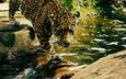 морда, вода, взгляд, леопард, хищник, дикая кошка