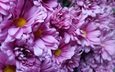 цветы, лепестки, хризантемы