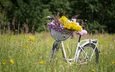 цветы, растения, луг, корзина, полевые цветы, велосипед