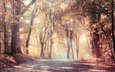 дорога, деревья, природа, листья, пейзаж, туман, осень, солнечные лучи