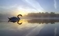 озеро, отражение, утро, туман, птица, лебедь
