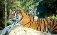 природа, животные, тигренок, хищники, детеныш, тигрица, тигры, anja ellinger