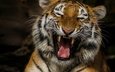 тигр, морда, клыки, хищник, большая кошка, язык, пасть