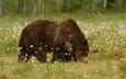 трава, природа, животные, хищники, медведи, детеныш, медвежонок, медведица, harry eggens