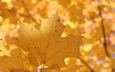 природа, листья, осень, размытость, кленовый лист