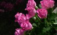 цветы, бутоны, розы, лепестки, розовый, куст