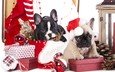 новый год, елка, подарки, щенки, рождество, шишки, елочные украшения, собаки, год, французский бульдог