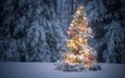 снег, новый год, лес, зима, мороз, ель, праздник, рождество