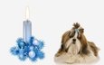 новый год, мордочка, взгляд, собака, щенок, свечка, белый фон, елочные украшения, украшение, ши-тцу, свечa