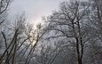 деревья, снег, природа, зима, ветки, снегопад, сказачный лес