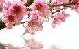цветы, вода, ветка, отражение, весна, розовые, сакура