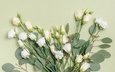 цветы, фон, букет, эустома, лизиантус