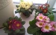 цветы, примула, комнатные растения