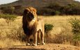 морда, природа, взгляд, африка, хищник, лев, грива, дикая кошка, савана