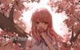 девушка, взгляд, волосы, лицо, cherry blossom, розовые волосы, nishimiya shouko, koe no katachi