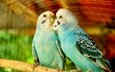 птицы, любовь, пара, попугаи, волнистый попугай