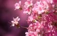 цветение, макро, фон, весна, сакура, розовые цветы, крупный план