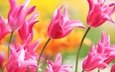 цветы, бутоны, лепестки, весна, тюльпаны, розовые