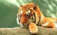 тигр, морда, взгляд, хищник, дикая природа, дикая кошка